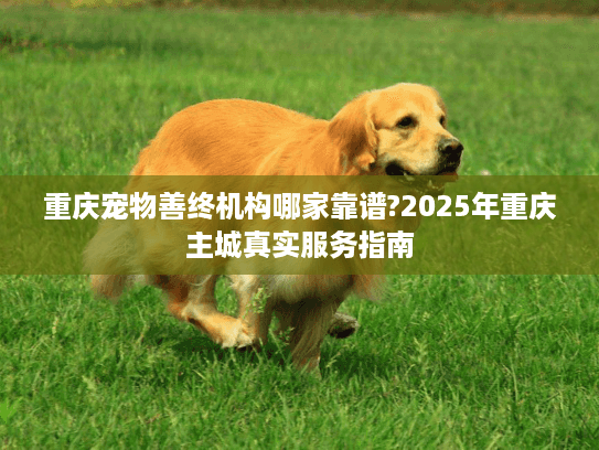 重庆宠物善终机构哪家靠谱?2025年重庆主城真实服务指南 重庆宠物善终机构哪家靠谱?2025年重庆主城真实服务指南