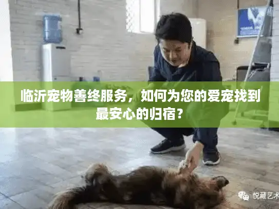 临沂宠物善终服务，如何为您的爱宠找到最安心的归宿？