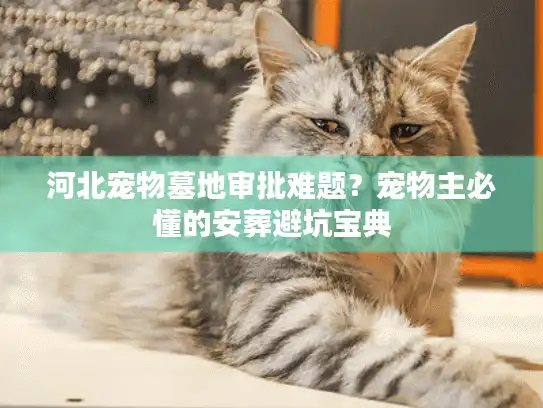 河北宠物墓地审批难题？宠物主必懂的安葬避坑宝典