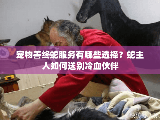 宠物善终蛇服务有哪些选择？蛇主人如何送别冷血伙伴