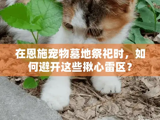 在恩施宠物墓地祭祀时，如何避开这些揪心雷区？