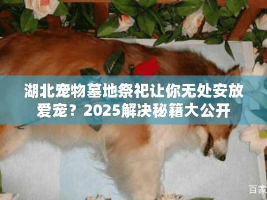 湖北宠物墓地祭祀让你无处安放爱宠？2025解决秘籍大公开