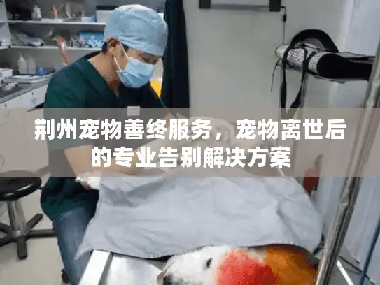 荆州宠物善终服务，宠物离世后的专业告别解决方案