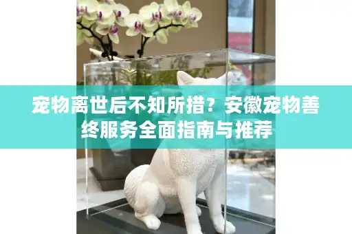宠物离世后不知所措？安徽宠物善终服务全面指南与推荐