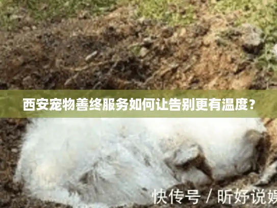 西安宠物善终服务如何让告别更有温度? 西安宠物善终服务如何让告别更有温度?