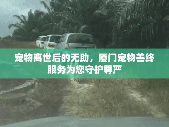 宠物离世后的无助，厦门宠物善终服务为您守护尊严