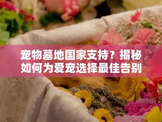 宠物墓地国家支持？揭秘如何为爱宠选择最佳告别服务