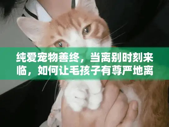 纯爱宠物善终,当离别时刻来临,如何让毛孩子有尊严地离开? 纯爱宠物善终,当离别时刻来临,如何让毛孩子有尊严地离开?