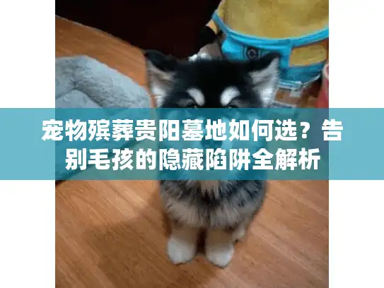 宠物殡葬贵阳墓地如何选？告别毛孩的隐藏陷阱全解析