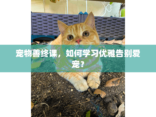 宠物善终课，如何学习优雅告别爱宠？