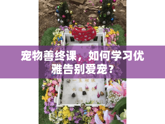 宠物善终课，如何学习优雅告别爱宠？