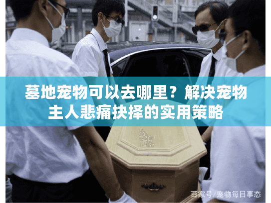 墓地宠物可以去哪里？解决宠物主人悲痛抉择的实用策略