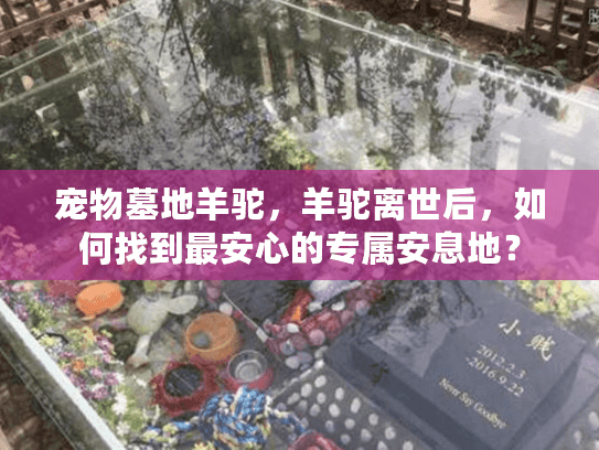 宠物墓地羊驼，羊驼离世后，如何找到最安心的专属安息地？