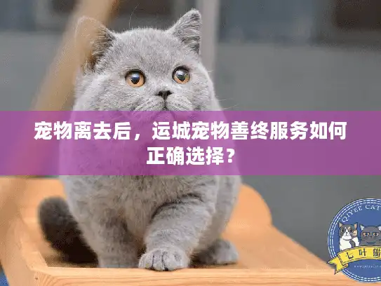 宠物离去后,运城宠物善终服务如何正确选择? 宠物离去后,运城宠物善终服务如何正确选择?