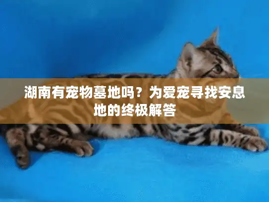 湖南有宠物墓地吗？为爱宠寻找安息地的终极解答