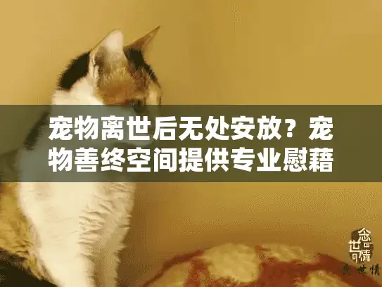 宠物离世后无处安放？宠物善终空间提供专业慰藉
