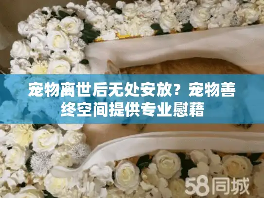 宠物离世后无处安放？宠物善终空间提供专业慰藉