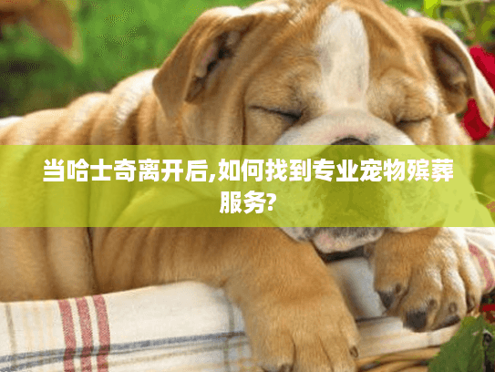 当哈士奇离开后,如何找到专业宠物殡葬服务?