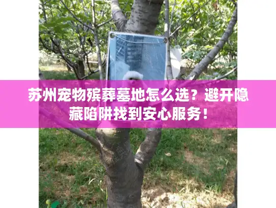 苏州宠物殡葬墓地怎么选？避开隐藏陷阱找到安心服务！