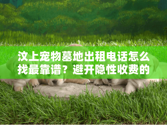汶上宠物墓地出租电话怎么找最靠谱？避开隐性收费的实战经验分享