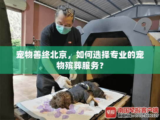 宠物善终北京，如何选择专业的宠物殡葬服务？