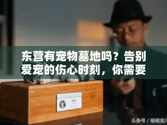 东营有宠物墓地吗？告别爱宠的伤心时刻，你需要知道的真相