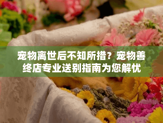 宠物离世后不知所措？宠物善终店专业送别指南为您解忧