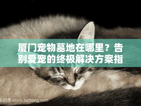 厦门宠物墓地在哪里？告别爱宠的终极解决方案指南