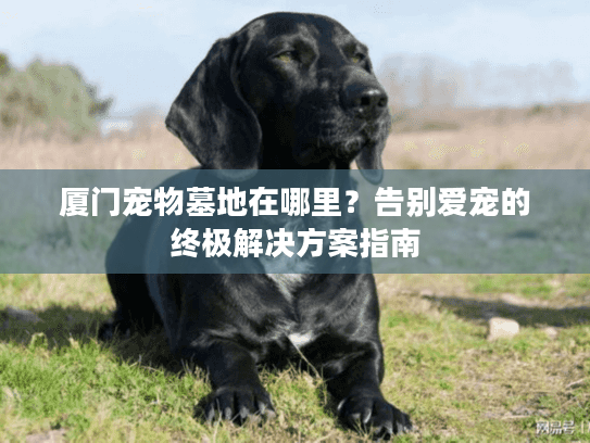 厦门宠物墓地在哪里？告别爱宠的终极解决方案指南