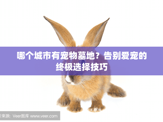 哪个城市有宠物墓地？告别爱宠的终极选择技巧