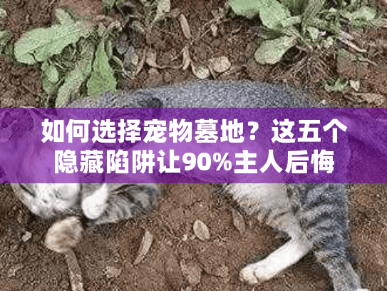 如何选择宠物墓地？这五个隐藏陷阱让90%主人后悔