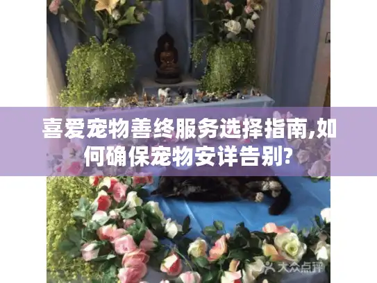 喜爱宠物善终服务选择指南,如何确保宠物安详告别?