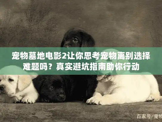 宠物墓地电影2让你思考宠物离别选择难题吗？真实避坑指南助你行动