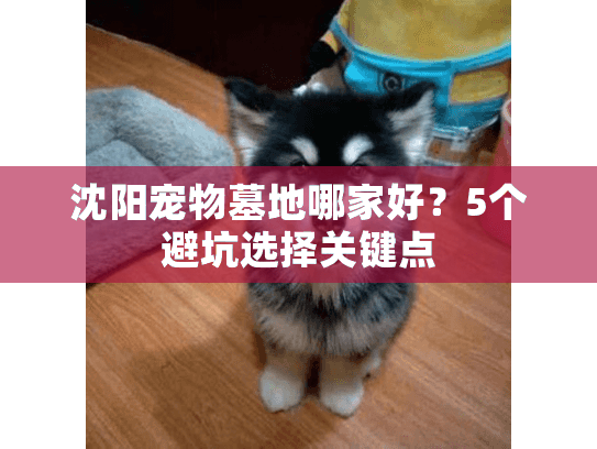 沈阳宠物墓地哪家好?5个避坑选择关键点 沈阳宠物墓地哪家好?5个避坑选择关键点