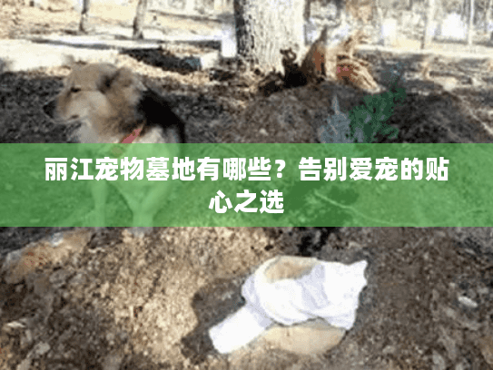 丽江宠物墓地有哪些？告别爱宠的贴心之选