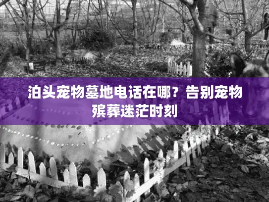 泊头宠物墓地电话在哪?告别宠物殡葬迷茫时刻 泊头宠物墓地电话在哪?告别宠物殡葬迷茫时刻