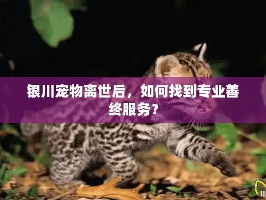 银川宠物离世后，如何找到专业善终服务？