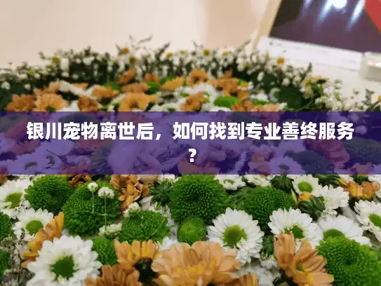 银川宠物离世后，如何找到专业善终服务？