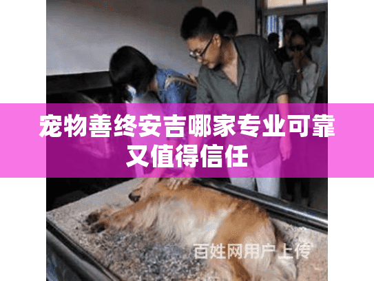 宠物善终安吉哪家专业可靠又值得信任