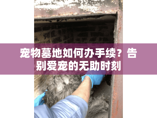 宠物墓地如何办手续?告别爱宠的无助时刻 宠物墓地如何办手续?告别爱宠的无助时刻