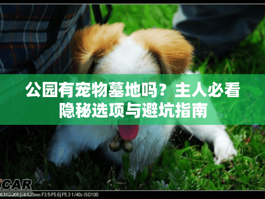 公园有宠物墓地吗？主人必看隐秘选项与避坑指南