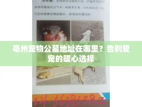 亳州宠物公墓地址在哪里？告别爱宠的暖心选择