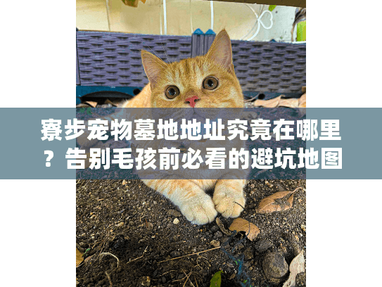 寮步宠物墓地地址究竟在哪里?告别毛孩前必看的避坑地图 寮步宠物墓地地址究竟在哪里?告别毛孩前必看的避坑地图