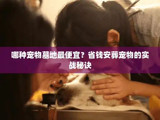哪种宠物墓地最便宜？省钱安葬宠物的实战秘诀