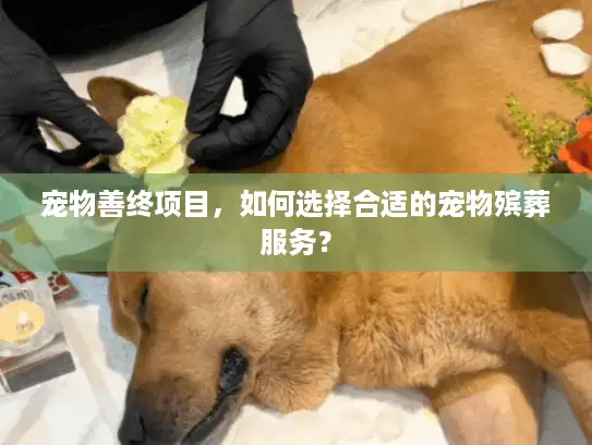 宠物善终项目，如何选择合适的宠物殡葬服务？