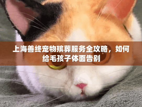 上海善终宠物殡葬服务全攻略，如何给毛孩子体面告别