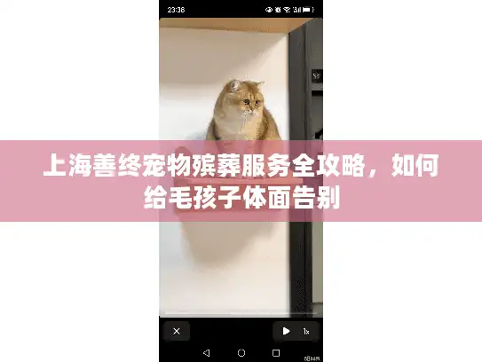 上海善终宠物殡葬服务全攻略，如何给毛孩子体面告别