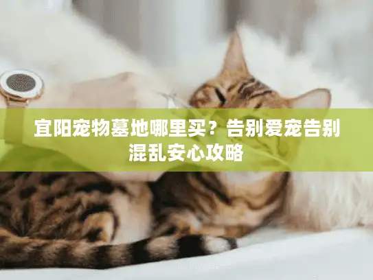 宜阳宠物墓地哪里买？告别爱宠告别混乱安心攻略