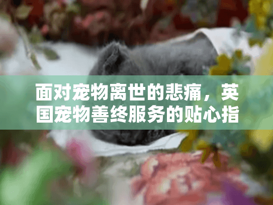 面对宠物离世的悲痛,英国宠物善终服务的贴心指南 面对宠物离世的悲痛,英国宠物善终服务的贴心指南