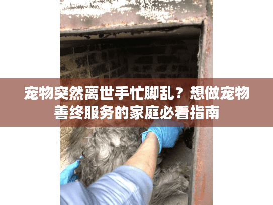 宠物突然离世手忙脚乱？想做宠物善终服务的家庭必看指南